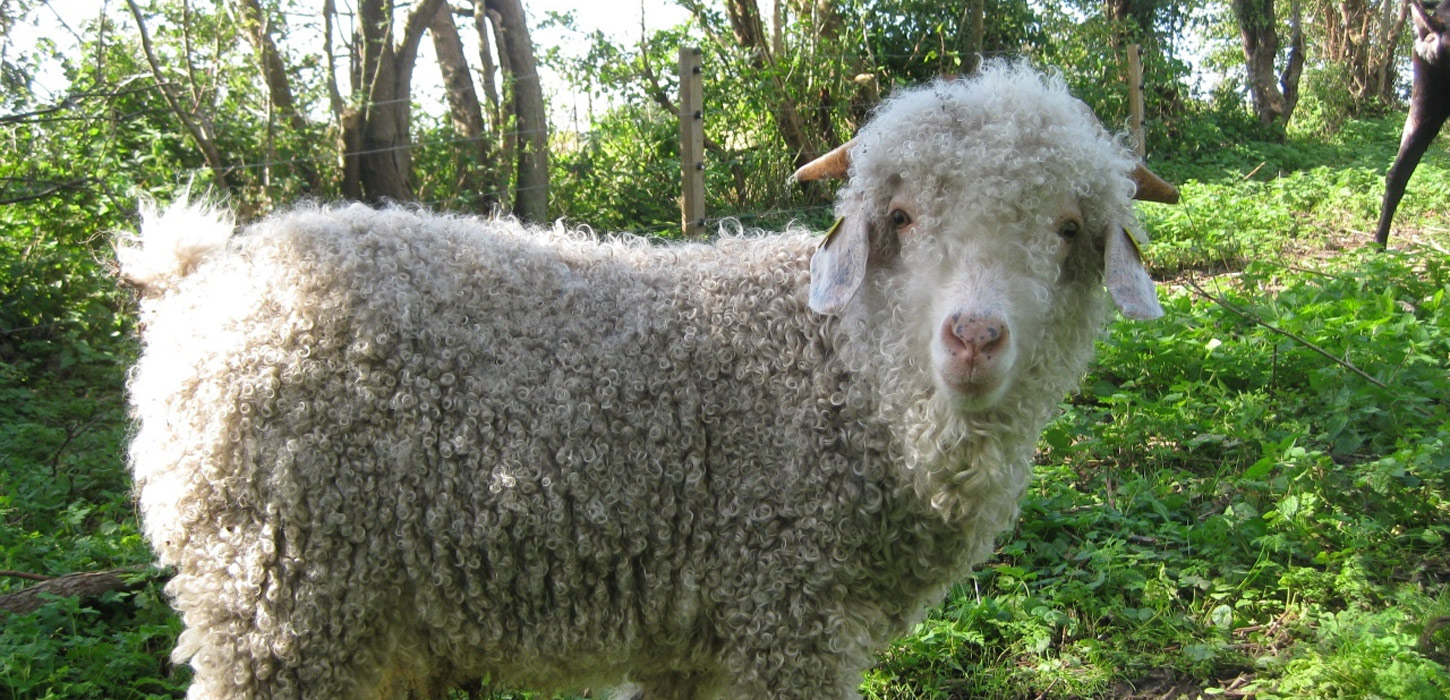 Ged i "Find Haletudsen" på Avernakø