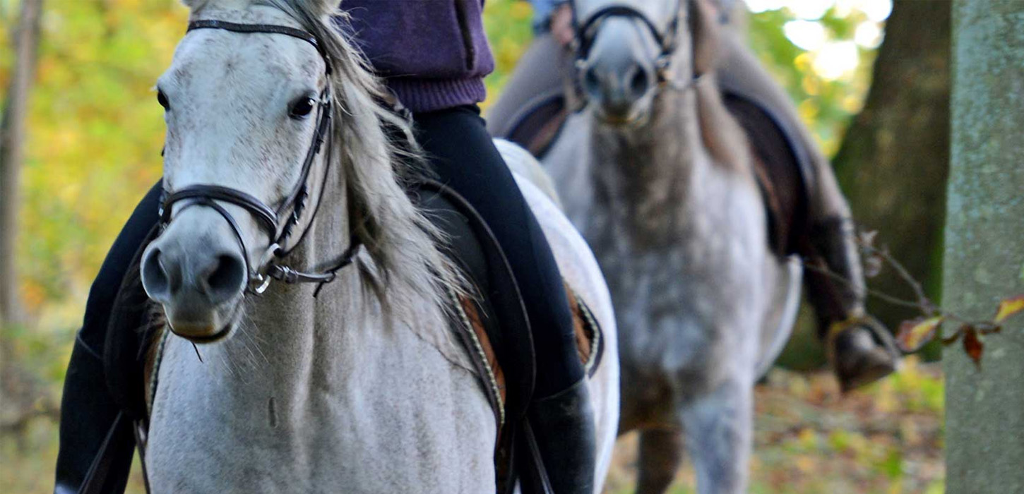 Ridetur i nogle Danmarks smukkeste landskaber på hesteryg.