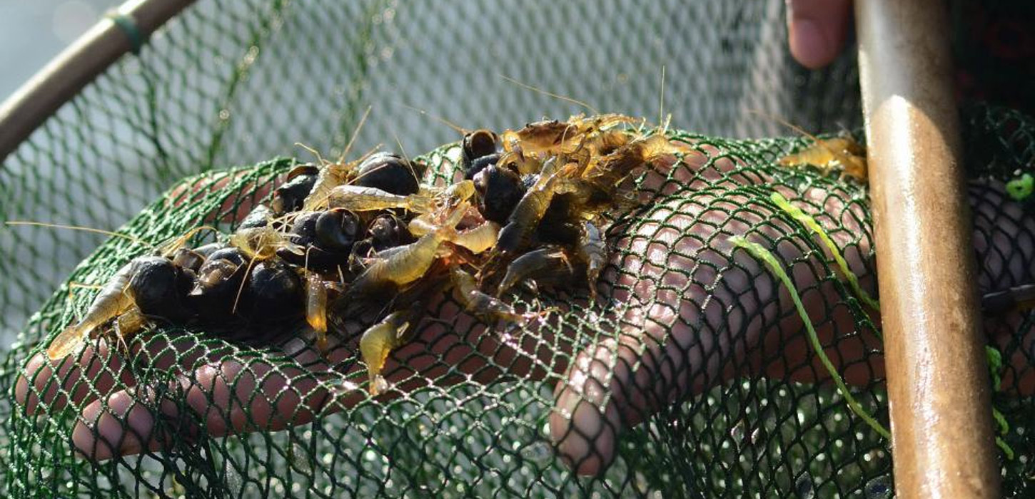 Fiskenet med tang og rejer