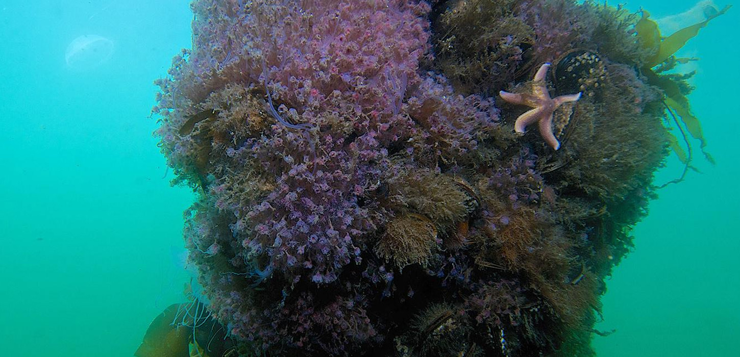 Naturdyk i Geopark Det Sydfynske Øhav