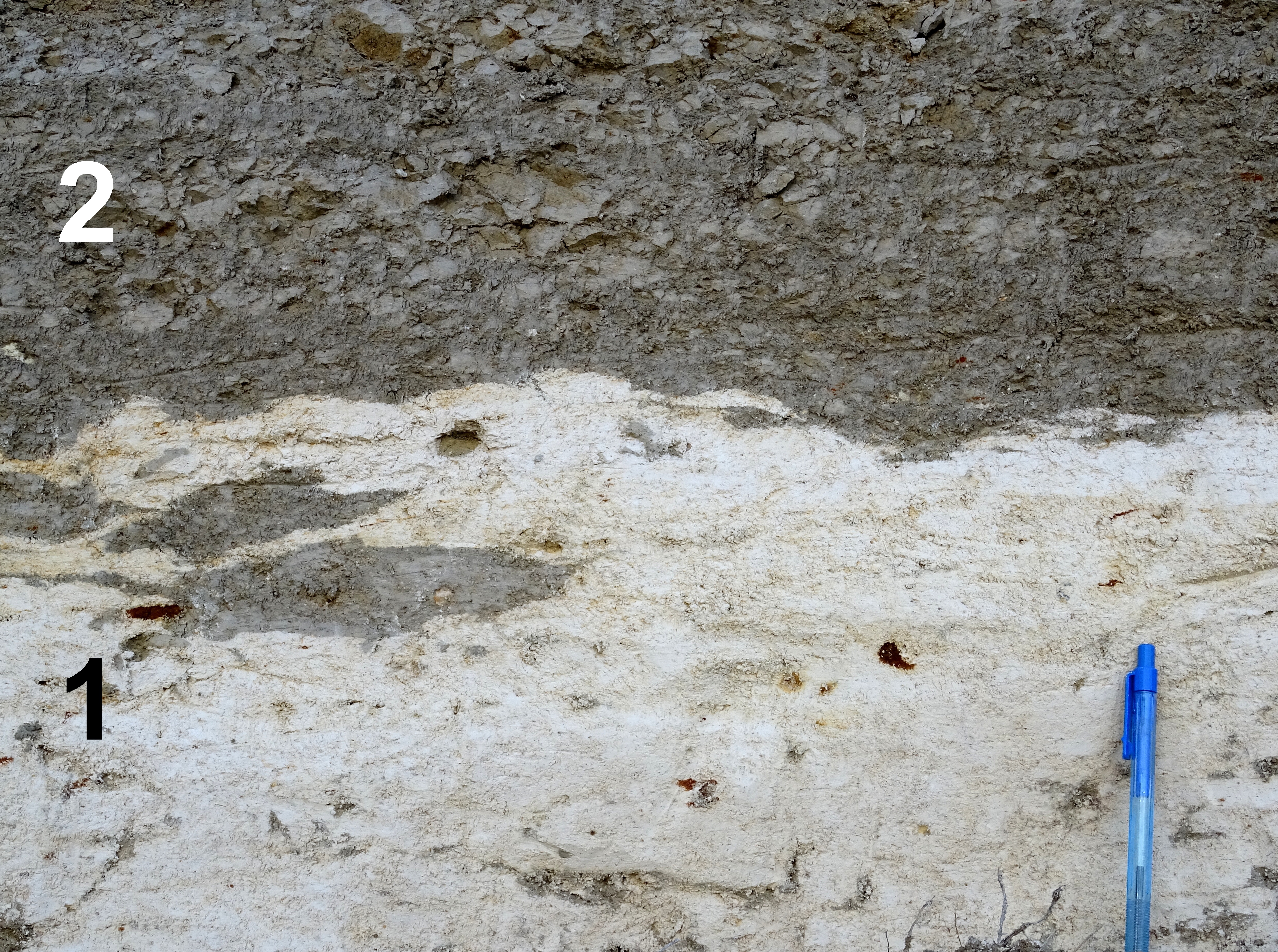 Grænsen mellem Danien og Selandien. Geopark Det Sydfynske Øhav.