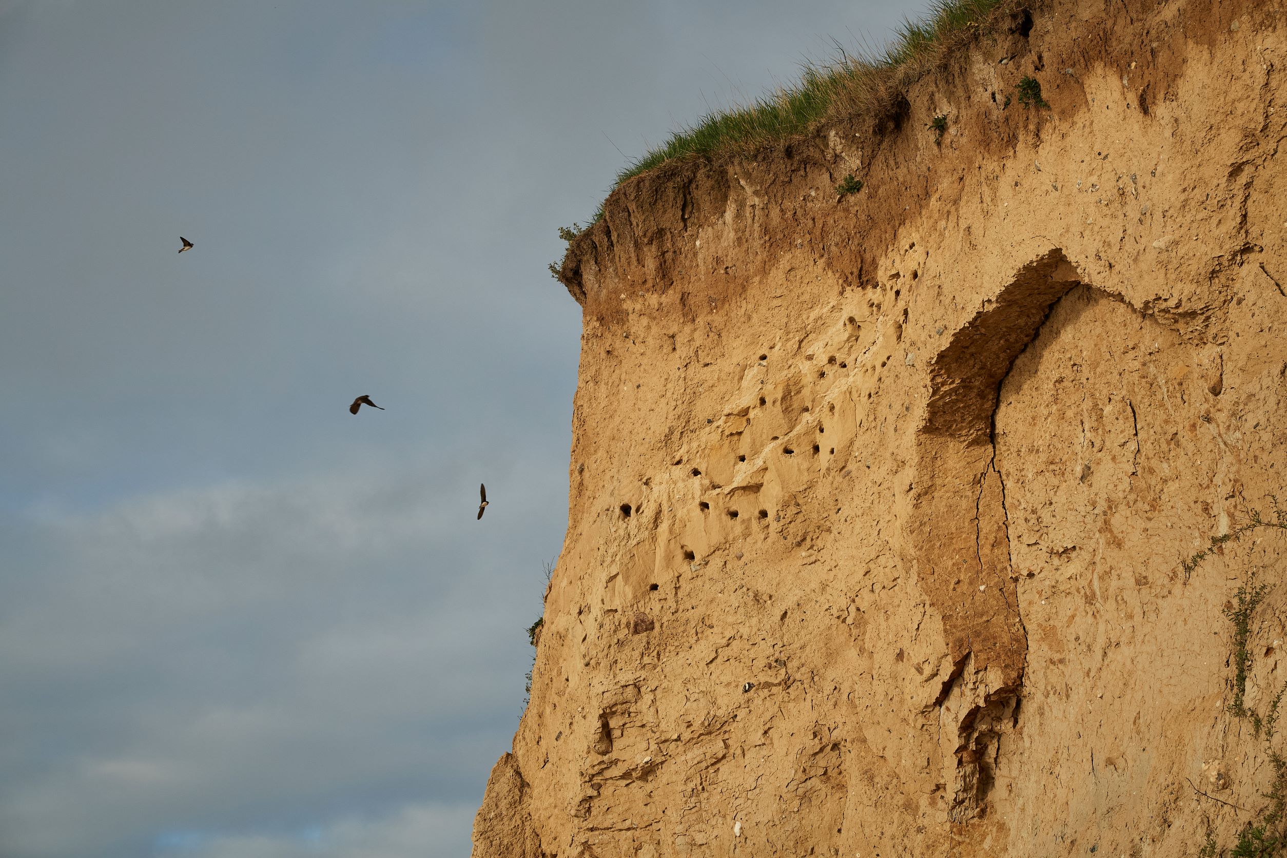 Vejsnæs Nakke, svaler. Geopark Det Sydfynske Øhav